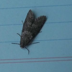 Lepidoscia adelopis, annosella and similar species at Boro, NSW - suppressed