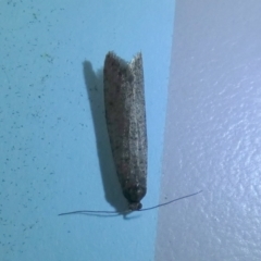 Lepidoscia (genus) ADULT (A Case moth) at Boro, NSW - 4 Jun 2023 by Paul4K