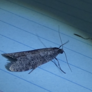 Lepidoscia (genus) ADULT at Boro, NSW - 5 Jun 2023