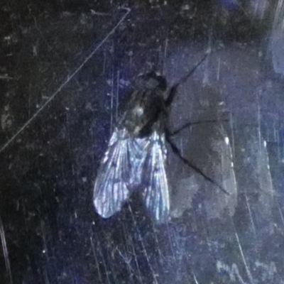 Helina sp. (genus) (Muscid fly) at Boro - 6 Jun 2023 by Paul4K