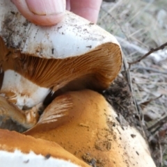 Austrocortinarius australiensis at Boro, NSW - 5 Jun 2023 by Paul4K