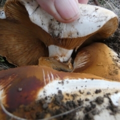 Austrocortinarius australiensis at Boro, NSW - 6 Jun 2023