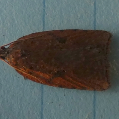 Meritastis (genus) (A Bell moth (Tortricinae)) at Boro - 6 Jun 2023 by Paul4K