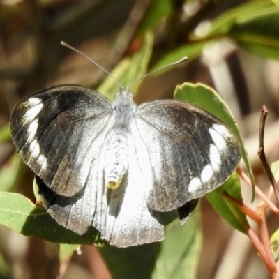 Delias nigrina (Black Jezebel) at Mallacoota, VIC - 3 Jun 2023 by GlossyGal