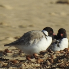 Charadrius rubricollis (Hooded Plover) at Mallacoota, VIC - 6 Jun 2023 by GlossyGal