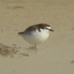 Anarhynchus ruficapillus (Red-capped Plover) at Mallacoota, VIC - 6 Jun 2023 by GlossyGal