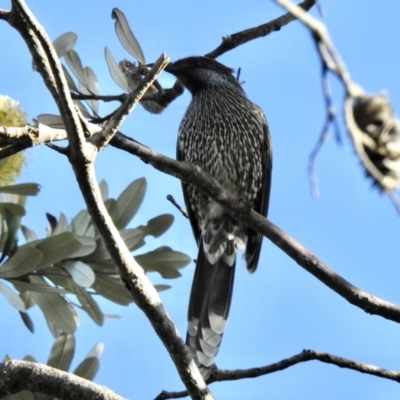 Anthochaera chrysoptera (Little Wattlebird) at Mallacoota, VIC - 6 Jun 2023 by GlossyGal