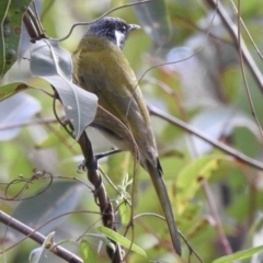 Nesoptilotis leucotis (White-eared Honeyeater) at Mallacoota, VIC - 6 Jun 2023 by GlossyGal