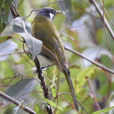 Nesoptilotis leucotis (White-eared Honeyeater) at Mallacoota, VIC - 6 Jun 2023 by GlossyGal