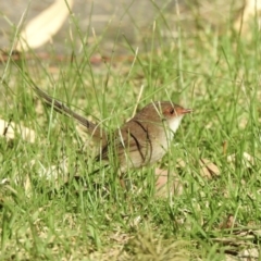 Malurus cyaneus (Superb Fairywren) at Mallacoota, VIC - 6 Jun 2023 by GlossyGal