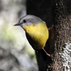 Eopsaltria australis (Eastern Yellow Robin) at Mallacoota, VIC - 6 Jun 2023 by GlossyGal