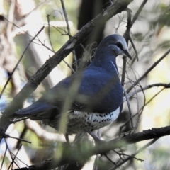 Leucosarcia melanoleuca (Wonga Pigeon) at Mallacoota, VIC - 6 Jun 2023 by GlossyGal