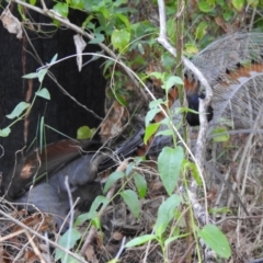 Menura novaehollandiae (Superb Lyrebird) at Mallacoota, VIC - 6 Jun 2023 by GlossyGal