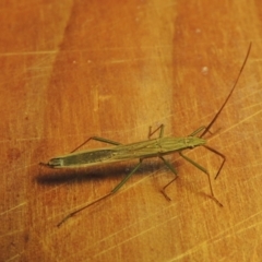 Mutusca brevicornis (A broad-headed bug) at Pollinator-friendly garden Conder - 1 Dec 2022 by michaelb