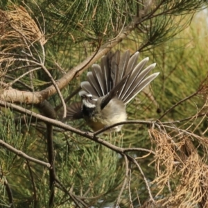 Rhipidura albiscapa at Fyshwick, ACT - 7 Jun 2023 01:57 PM