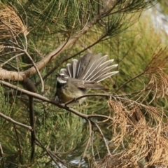 Rhipidura albiscapa at Fyshwick, ACT - 7 Jun 2023