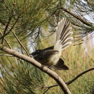 Rhipidura albiscapa at Fyshwick, ACT - 7 Jun 2023