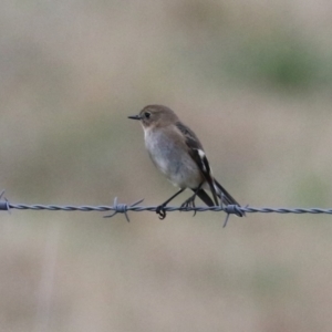 Petroica phoenicea at Fyshwick, ACT - 7 Jun 2023