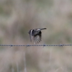 Petroica phoenicea at Fyshwick, ACT - 7 Jun 2023