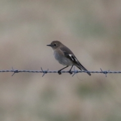 Petroica phoenicea at Fyshwick, ACT - 7 Jun 2023