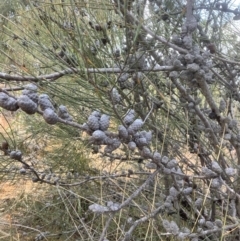 Allocasuarina distyla at Karabar, NSW - 7 Jun 2023