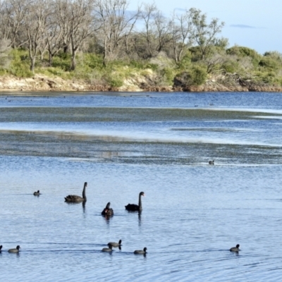 Cygnus atratus (Black Swan) at Mallacoota, VIC - 4 Jun 2023 by GlossyGal