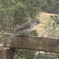 Colluricincla harmonica (Grey Shrikethrush) at Kangaroo Valley, NSW - 8 Jun 2023 by lbradley