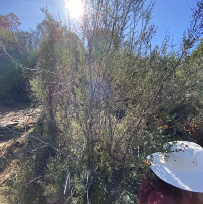 Bursaria spinosa subsp. lasiophylla (Australian Blackthorn) at Paddys River, ACT - 14 May 2023 by Tapirlord