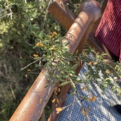 Bursaria spinosa subsp. lasiophylla at Paddys River, ACT - 14 May 2023