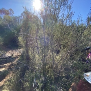 Bursaria spinosa subsp. lasiophylla at Paddys River, ACT - 14 May 2023