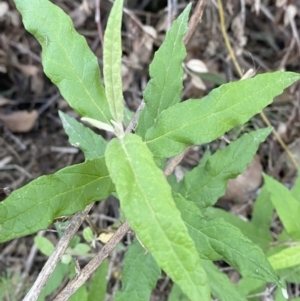 Olearia lirata at Paddys River, ACT - 14 May 2023 12:31 PM