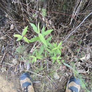 Olearia lirata at Paddys River, ACT - 14 May 2023