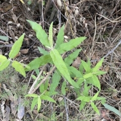 Olearia lirata at Paddys River, ACT - 14 May 2023