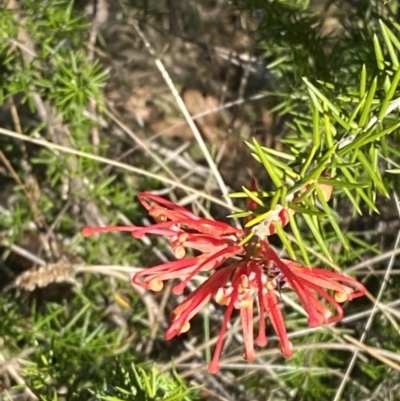 Grevillea juniperina subsp. fortis (Grevillea) at Paddys River, ACT - 14 May 2023 by Tapirlord