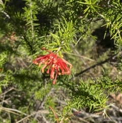 Grevillea juniperina subsp. fortis at Paddys River, ACT - 14 May 2023 12:22 PM