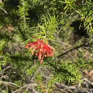 Grevillea juniperina subsp. fortis at Paddys River, ACT - 14 May 2023 12:22 PM