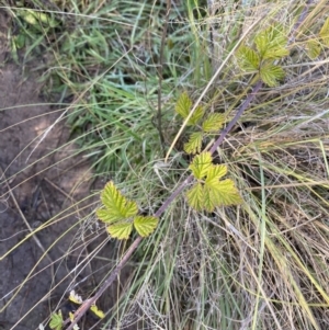 Rubus parvifolius at Paddys River, ACT - 14 May 2023