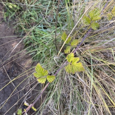 Rubus parvifolius (Native Raspberry) at Paddys River, ACT - 14 May 2023 by Tapirlord