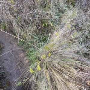 Rubus parvifolius at Paddys River, ACT - 14 May 2023