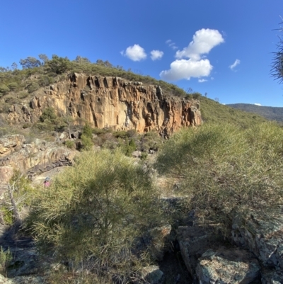 Acacia doratoxylon (Currawang) at Bullen Range - 14 May 2023 by Tapirlord