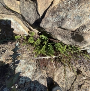 Cheilanthes sieberi subsp. sieberi at Paddys River, ACT - 14 May 2023