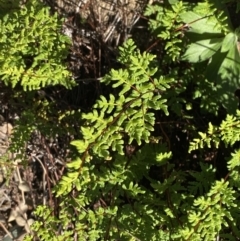 Cheilanthes sieberi subsp. sieberi at Paddys River, ACT - 14 May 2023