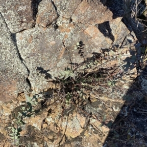 Veronica perfoliata at Paddys River, ACT - 14 May 2023 12:12 PM