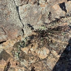 Veronica perfoliata at Paddys River, ACT - 14 May 2023 12:12 PM