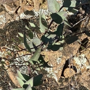 Veronica perfoliata at Paddys River, ACT - 14 May 2023 12:12 PM