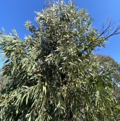Acacia falciformis (Broad-leaved Hickory) at Paddys River, ACT - 14 May 2023 by Tapirlord
