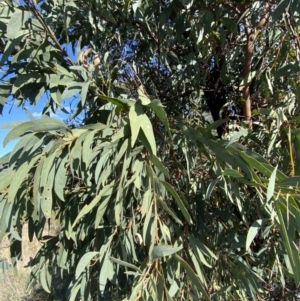 Acacia falciformis at Paddys River, ACT - 14 May 2023