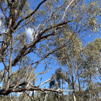Eucalyptus nortonii (Large-flowered Bundy) at Paddys River, ACT - 14 May 2023 by Tapirlord