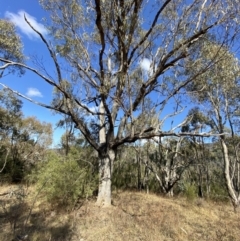 Eucalyptus nortonii at Bullen Range - 14 May 2023 10:59 AM