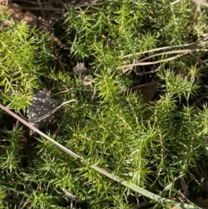 Acrotriche serrulata at Paddys River, ACT - 14 May 2023